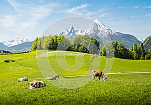 Idyllic summer landscape in the Alps with cows grazing