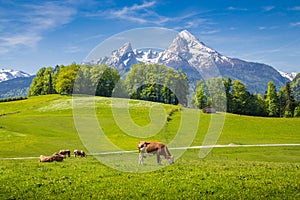 Idyllic summer landscape in the Alps with cows grazing