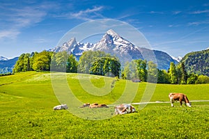 Idyllic summer landscape in the Alps with cows grazing on meadows