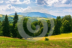 Idyllic summer landscape of carpathian alps