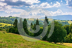 Idyllic summer landscape of carpathian alps