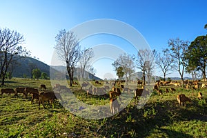 Idyllic summer landscape with cows in grass field in Central Highlands of Vietnam