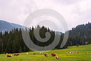 Idyllic summer landscape in Dolomites