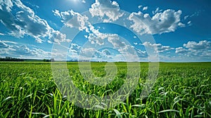 Idyllic Summer Landscape with Green Grass and Blue Sky featuring White Clouds