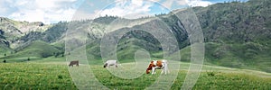 Idyllic summer pasture landscape with cows in the mountains