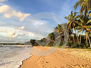 Sri Lanka paradise beach with white sand, Palm trees and a scenic sunset