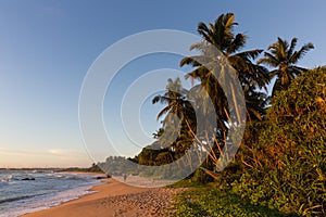 Sri Lanka paradise beach with white sand, Palm trees and a scenic sunset