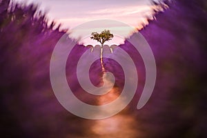 idyllic travel landscape. Blooming lavender in a field at sunset in Provence, France. Blur meadow floral closeup view