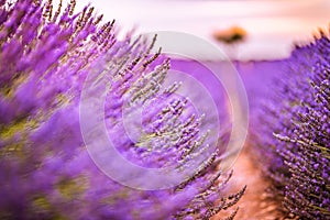 idyllic travel landscape. Blooming lavender in a field at sunset in Provence, France. Blur meadow floral closeup view