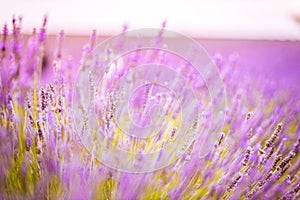 Idilliaco viaggio. fioritura lavanda sul tramonto Francia. sfocatura prato dettagliato 