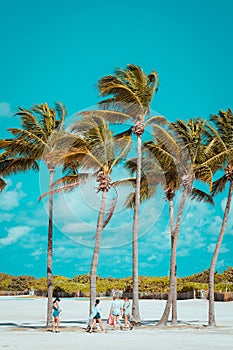 Idyllic, tropical beach scene featuring a row of majestic palm trees against a deep blue sky