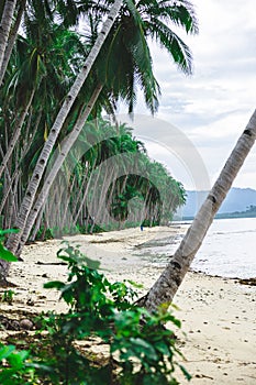 Idyllic tropical beach scene featuring a row of palm trees near the beach