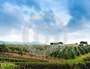 Idyllic Tuscan rural landscape with olives trees
