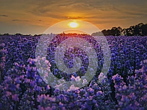 Idyllic view of blooming lavender field. Beautiful purple blue flowers in warm summer sunset light. Fragrant lavandula plants