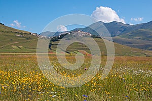 Idyllic view of Castelluccio di Norcia with flowers in the summer season photo