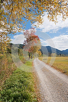 idyllic view through golden birch leaves, walkway at moor landscape upper bavaria in autumn, vertical photo