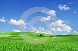 Idyllic view, green field and the blue sky with white clouds