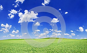 Idyllic view, green field and the blue sky with white clouds