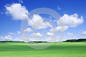 Idyllic view, green field and the blue sky with white clouds