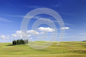 Idyllic view, Italian beautiful landscape, group of cypresses among green fields of tuscany