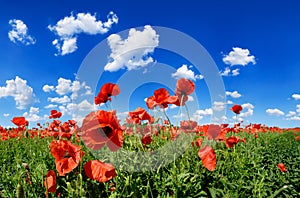 Idyllic view, meadow with red poppies blue sky in the background