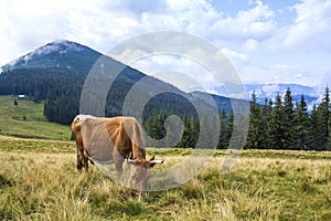 Idylický z hnedý krava pasienky v zelený pastvina 