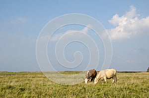 Idyllic view at a pastureland with grazing cows photo