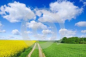 Idyllic view, rural path among green fields, blue sky in the bac