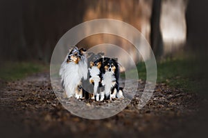 Idyllic view of three Shelties sitting together in a forest