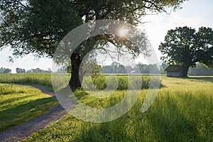 Idyllic walkway near Schlehdorf, along the wetlands, bavarian landscape in spring, morning scenery