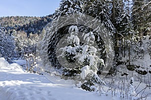 Idyllic winter landscape in the forest,  sunny day,  Azuga,  Romania