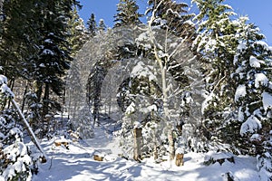 Idyllic winter landscape in the forest,  sunny day,  Azuga,  Romania