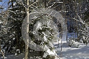 Idyllic winter landscape in the forest,  sunny day,  Azuga,  Romania