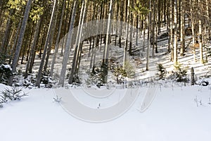 Idyllic winter landscape in the forest,  sunny day,  Azuga,  Romania