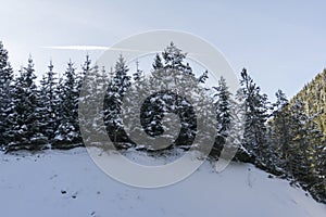 Idyllic winter landscape in the forest,  sunny day,  Azuga,  Romania