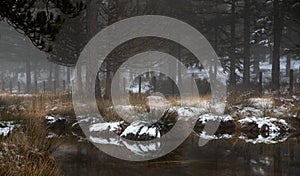 Idyllic Winter landscape with a frozen lake a at Troodos Mountains, Cyprus