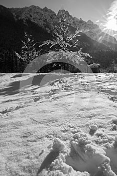 Idyllic winter scenery nude tree covered with snow in Julian Alps in black and white, Kranjska Gora, Slovenia