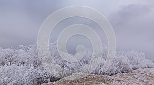 Idyllic winter scenery with trees covered by frost, along frozen river