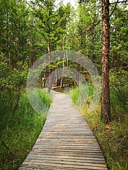 Idyllic wooden boardwalk winding through a lush forest, surrounded by tall trees