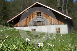 Idyllic wooden hut with fresh green grass