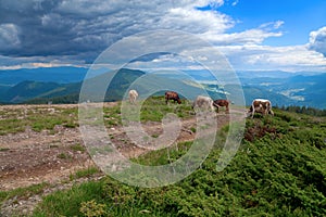 Cows grasing on the mountain top near the country road, view of mountains. Ukraine.