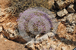 Ierapetra, Agios Nikolas, Crete, Greece