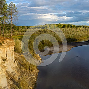 Iew of the Pine forest on the cliff by the river with the erosion of clay soils and layers of earth under the roots of trees