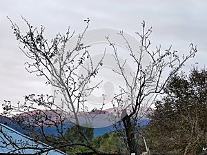 The Iezer-Papusa mountains seen from Candesti Albesti