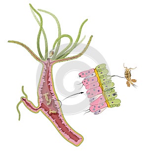 Hydra feed on aquatic invertebrates such as Daphnia and Cyclops photo