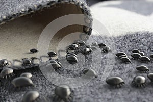 If mites would be visible - 3d rendering