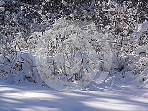 If the plant collect snow, it can protect against cold and frost