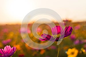 If planted Cosmos bipinnatus fields, causing the viewpoint. Because the freshness of a variety of colors.