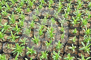 If seedlings.