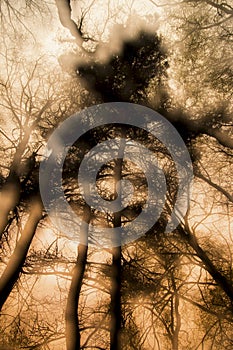 If trees could talk photo